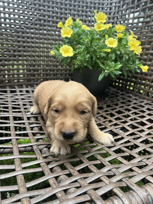 Pink  – Golden Retriever puppy for sale in Dickson, TN