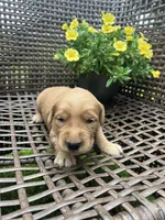 Pink , a female Golden Retriever for sale in Dickson, TN – 1 of 2