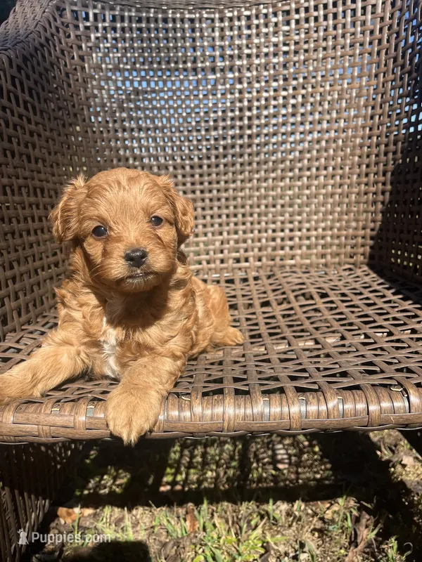 Archie  – Cavapoo puppy for sale in Dickson, TN