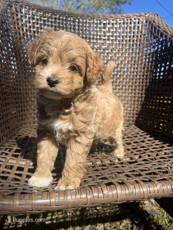 Milo  – Cavapoo puppy for sale in Dickson, TN
