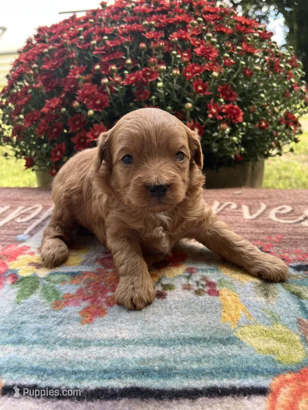 Scout  – Cavapoo puppy for sale in Dickson, TN