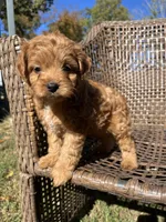 Archie , a male Cavapoo and Poodle - Miniature  for sale in Dickson, TN – 3 of 6