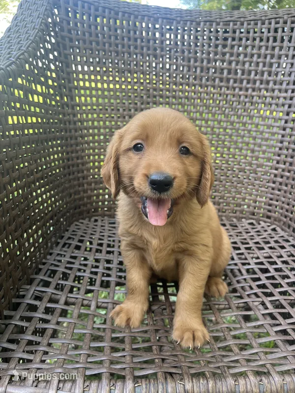 White – Golden Retriever puppy for sale in Dickson, TN