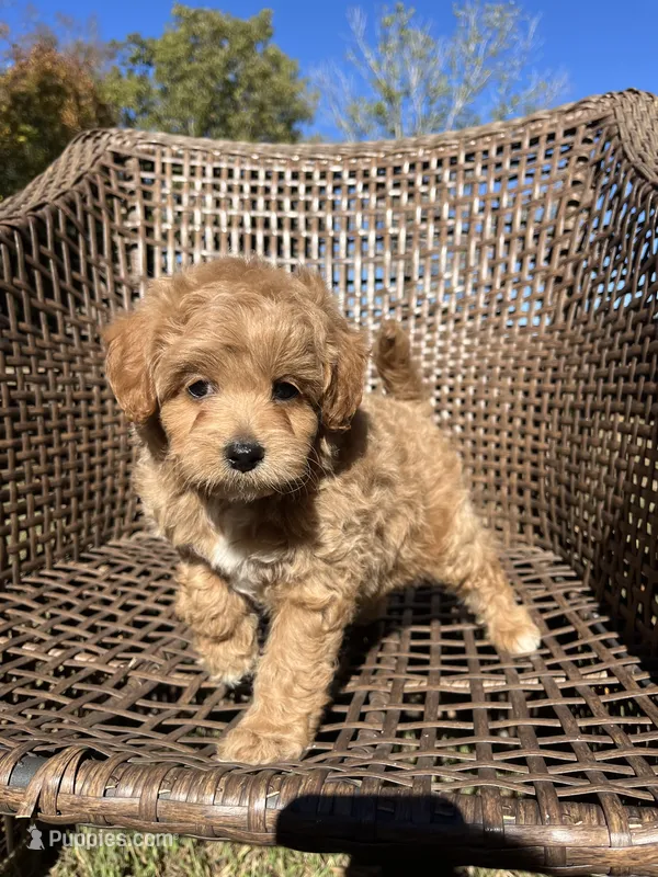 Scout  – Cavapoo puppy for sale in Dickson, TN