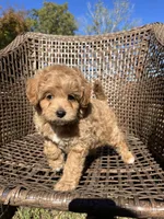 Scout , a male Cavapoo and Poodle - Miniature  for sale in Dickson, TN – 1 of 6