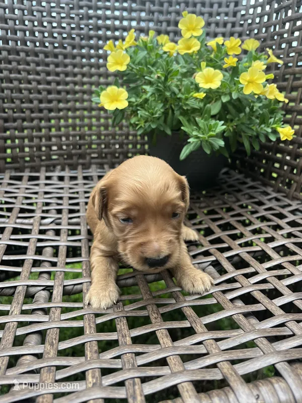 Black – Golden Retriever puppy for sale in Dickson, TN