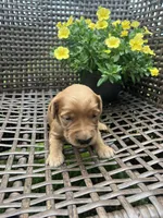 Black, a female Golden Retriever for sale in Dickson, TN – 1 of 2