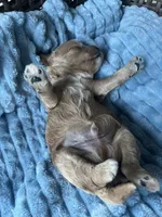 Archie , a male Cavapoo for sale in Dickson, TN – 2 of 3