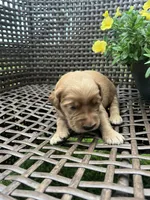 Red, a female Golden Retriever for sale in Dickson, TN – 2 of 2