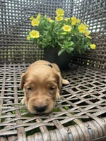 Black, a female Golden Retriever for sale in Dickson, TN – 2 of 2
