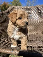 Milo , a male Cavapoo and Poodle - Miniature  for sale in Dickson, TN – 3 of 6