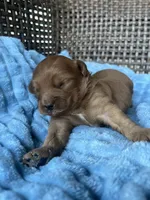 Scout , a male Cavapoo for sale in Dickson, TN – 3 of 3