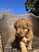 Archie , a male Cavapoo and Poodle - Miniature  for sale in Dickson, TN – 2 of 6