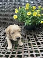 Orange , a female Golden Retriever for sale in Dickson, TN – 3 of 3