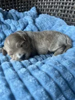 Milo , a male Cavapoo for sale in Dickson, TN – 3 of 3