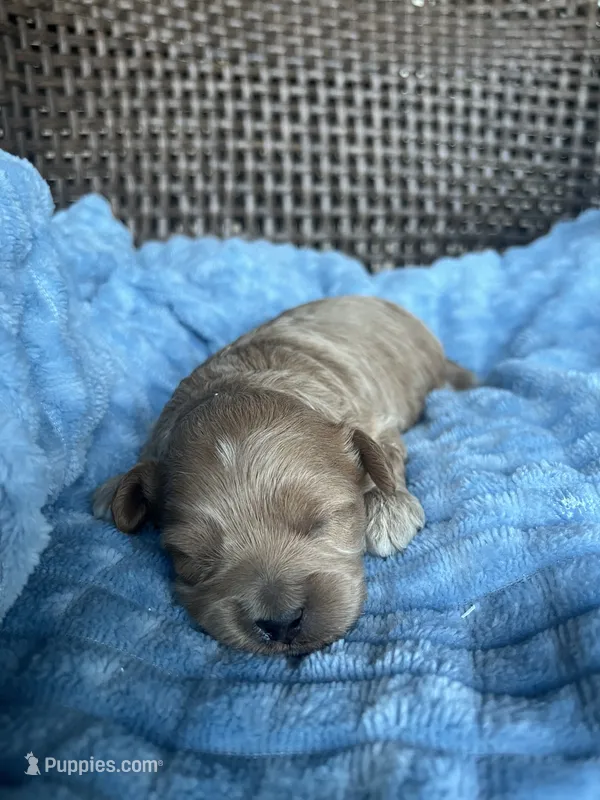 Archie  – Cavapoo puppy for sale in Dickson, TN