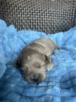 Archie , a male Cavapoo for sale in Dickson, TN – 1 of 3
