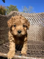 Archie , a male Cavapoo and Poodle - Miniature  for sale in Dickson, TN – 1 of 6