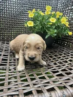 Purple , a female Golden Retriever for sale in Dickson, TN – 2 of 2