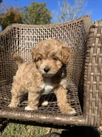 Milo , a male Cavapoo and Poodle - Miniature  for sale in Dickson, TN – 2 of 6