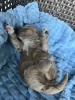 Milo , a male Cavapoo for sale in Dickson, TN – 2 of 3
