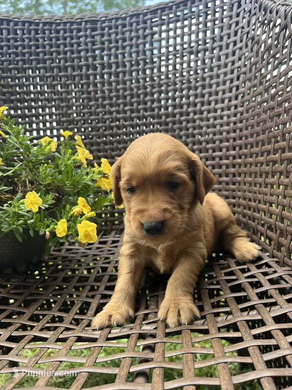 Black – Golden Retriever puppy for sale in Dickson, TN