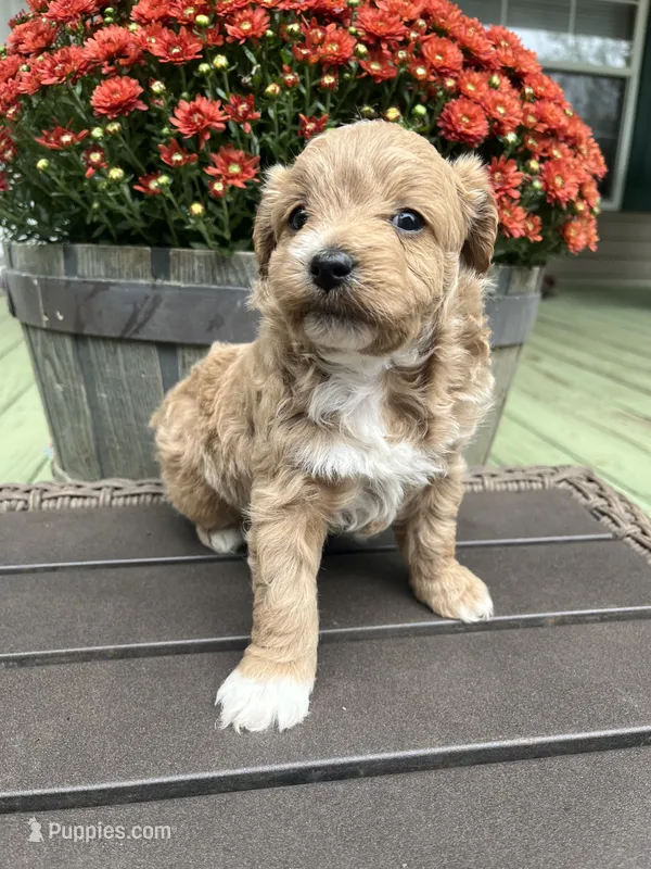 Milo  – Cavapoo puppy for sale in Dickson, TN