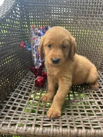 Dark Green, a female Golden Retriever for sale in Dickson, TN – 3 of 3