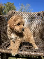 Scout , a male Cavapoo and Poodle - Miniature  for sale in Dickson, TN – 4 of 6