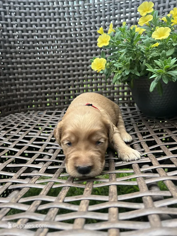 Red – Golden Retriever puppy for sale in Dickson, TN