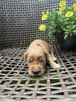 Red, a female Golden Retriever for sale in Dickson, TN – 1 of 2