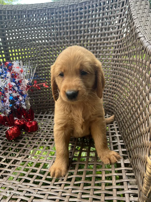 White – Golden Retriever puppy for sale in Dickson, TN