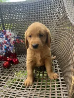 Dark Green, a female Golden Retriever for sale in Dickson, TN – 1 of 3
