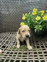 Yellow , a female Golden Retriever for sale in Dickson, TN – 2 of 2