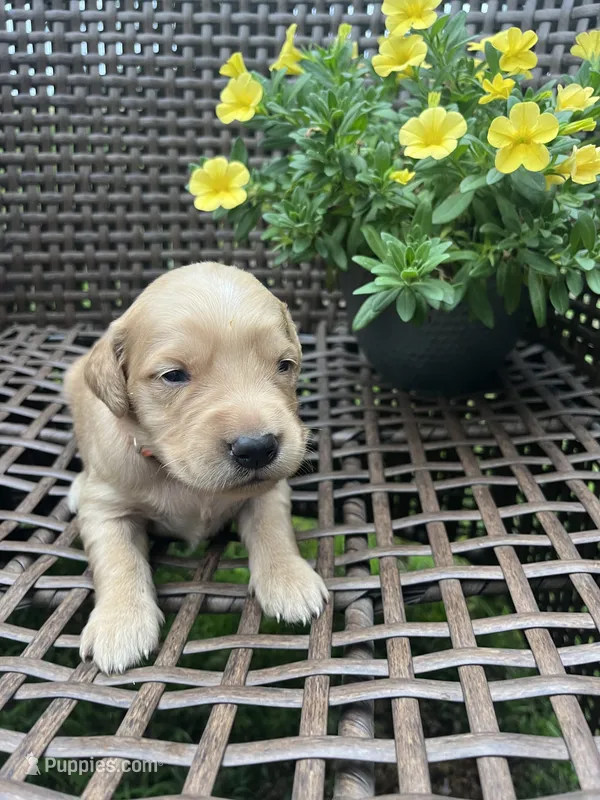 Orange  – Golden Retriever puppy for sale in Dickson, TN