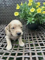 Orange , a female Golden Retriever for sale in Dickson, TN – 1 of 3