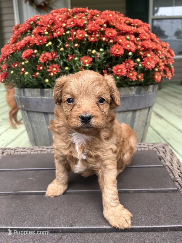 Scout  – Cavapoo puppy for sale in Dickson, TN