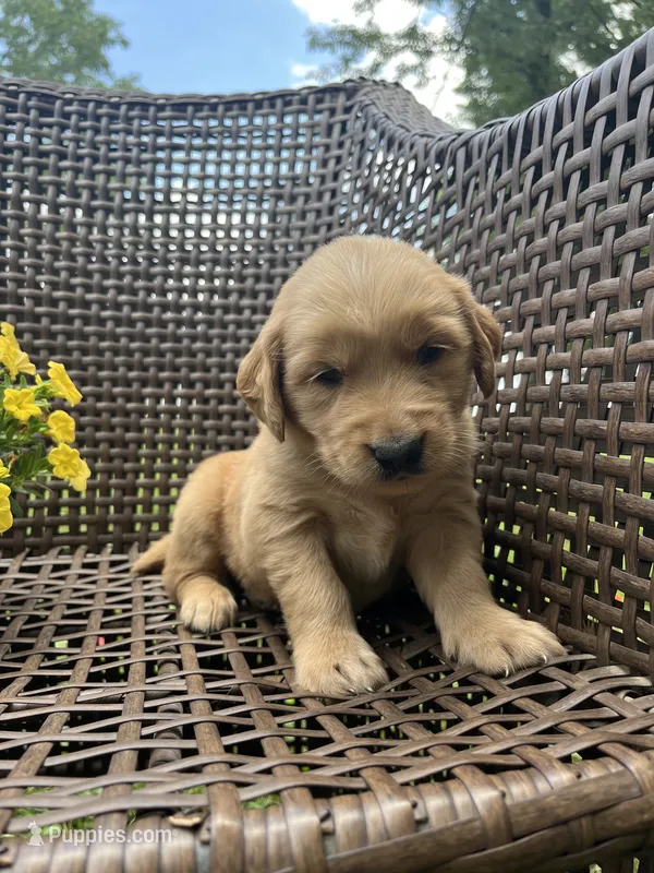 Purple  – Golden Retriever puppy for sale in Dickson, TN