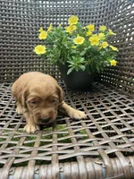 White, a female Golden Retriever for sale in Dickson, TN – 3 of 3