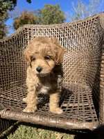 Scout , a male Cavapoo and Poodle - Miniature  for sale in Dickson, TN – 6 of 6