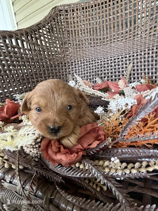 Scout  – Cavapoo puppy for sale in Dickson, TN