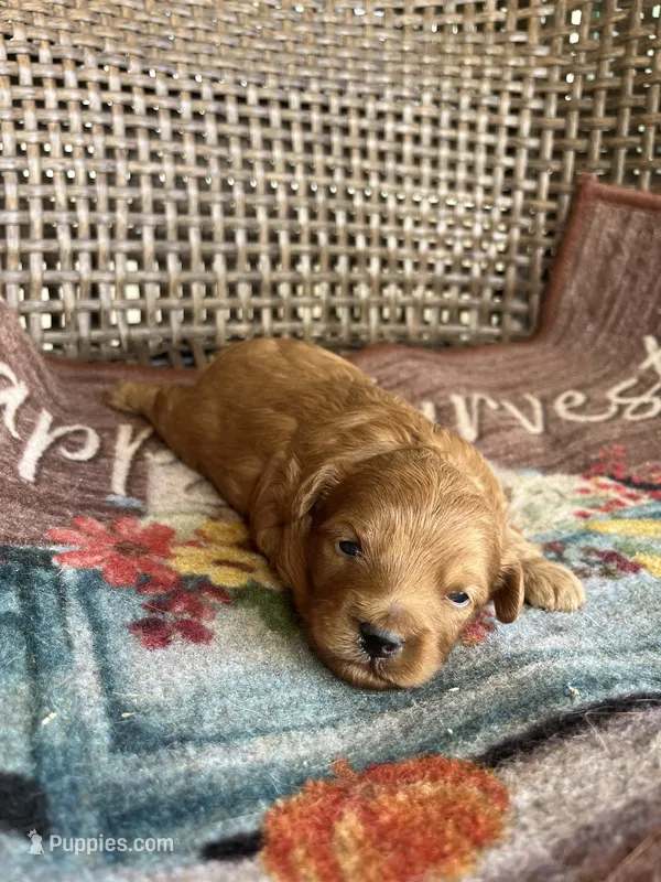 Scout  – Cavapoo puppy for sale in Dickson, TN