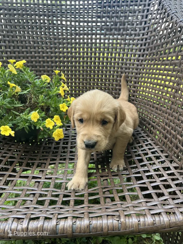 Blue – Golden Retriever puppy for sale in Dickson, TN