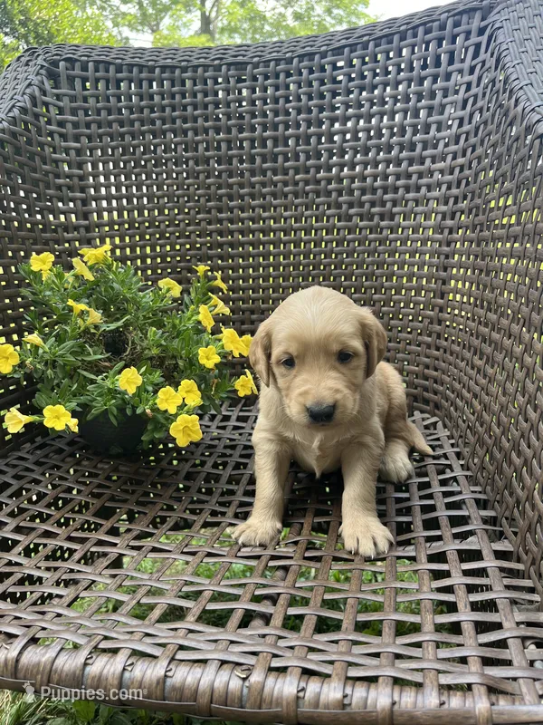 Orange  – Golden Retriever puppy for sale in Dickson, TN