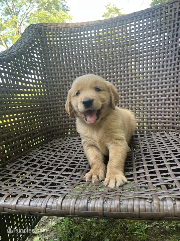 Purple  – Golden Retriever puppy for sale in Dickson, TN