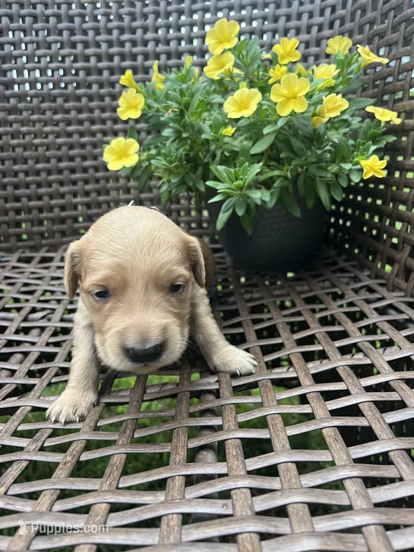 Yellow  – Golden Retriever puppy for sale in Dickson, TN