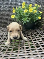 Yellow , a female Golden Retriever for sale in Dickson, TN – 1 of 2