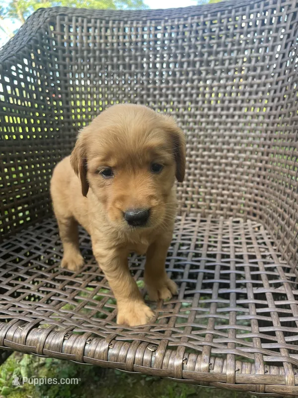 Black – Golden Retriever puppy for sale in Dickson, TN