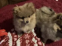 Comet, a male Pomeranian for sale in Wedgefield, SC – Photo 10 of 10