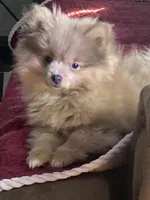 Comet, a male Pomeranian for sale in Wedgefield, SC – Photo 4 of 10